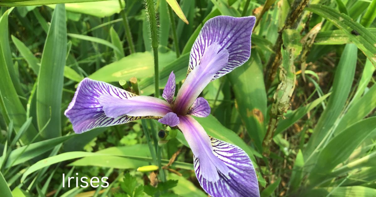 Irises