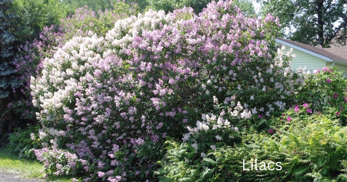 When Do Lilacs Bloom