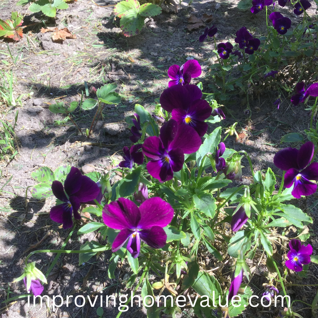 Where To Plant Pansies 