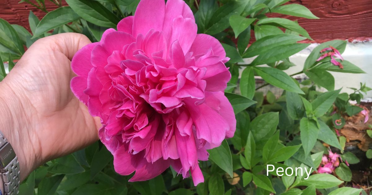 Peony