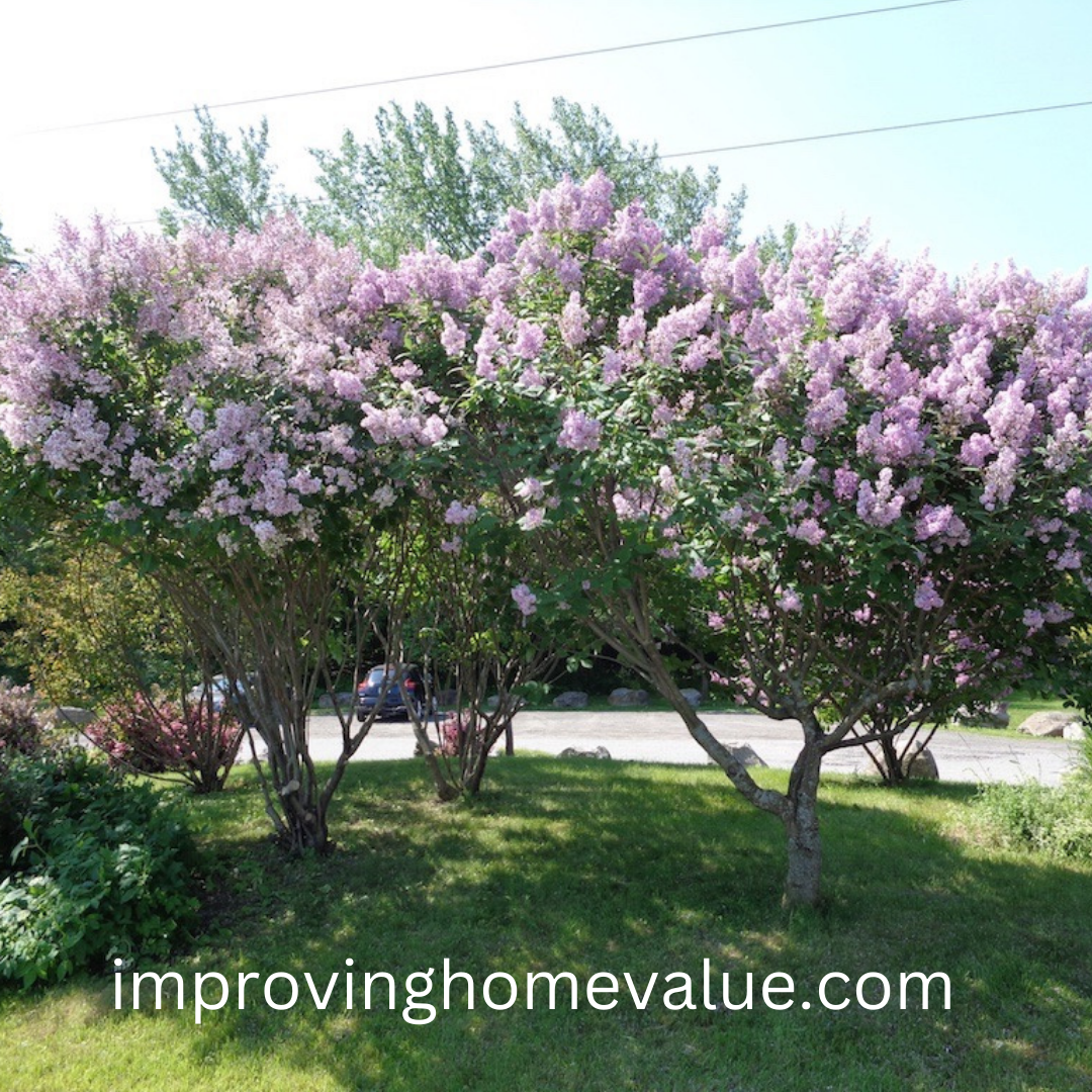 When Do Lilacs Bloom 