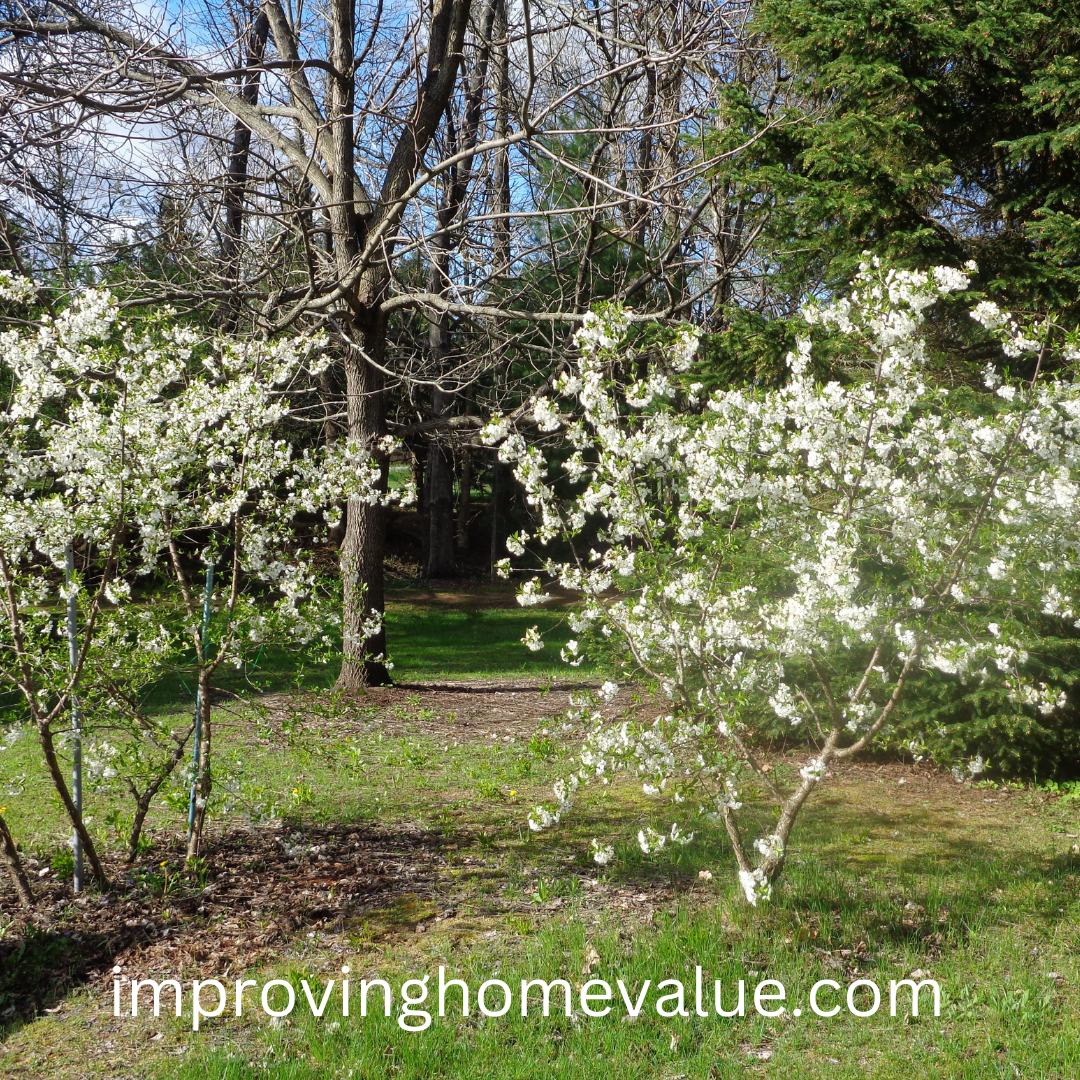 Types of Flowering Cherry Trees