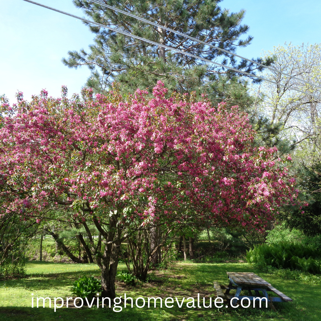 Varieties of Flowering Crabapple Trees