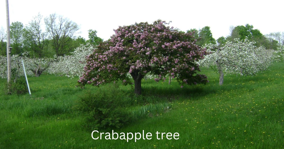 Crabapple trees