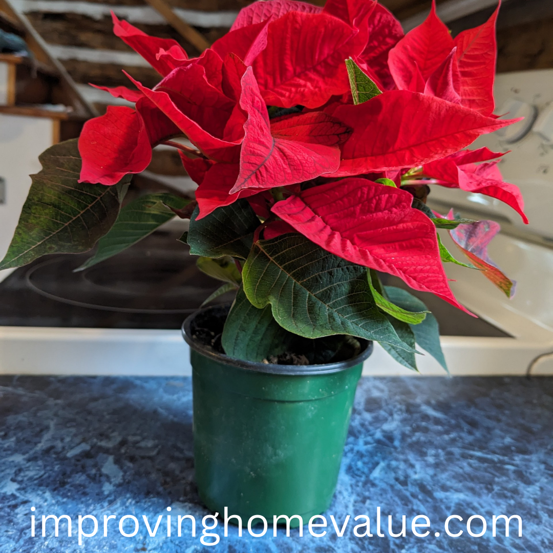 How To Keep Your Christmas Poinsettia Alive