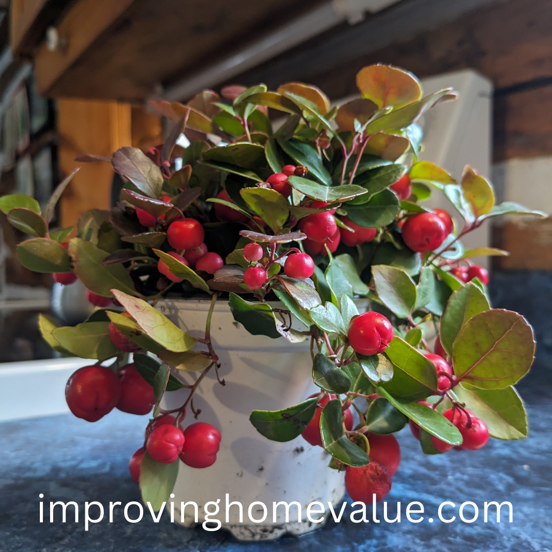 Wintergreen Plant Care