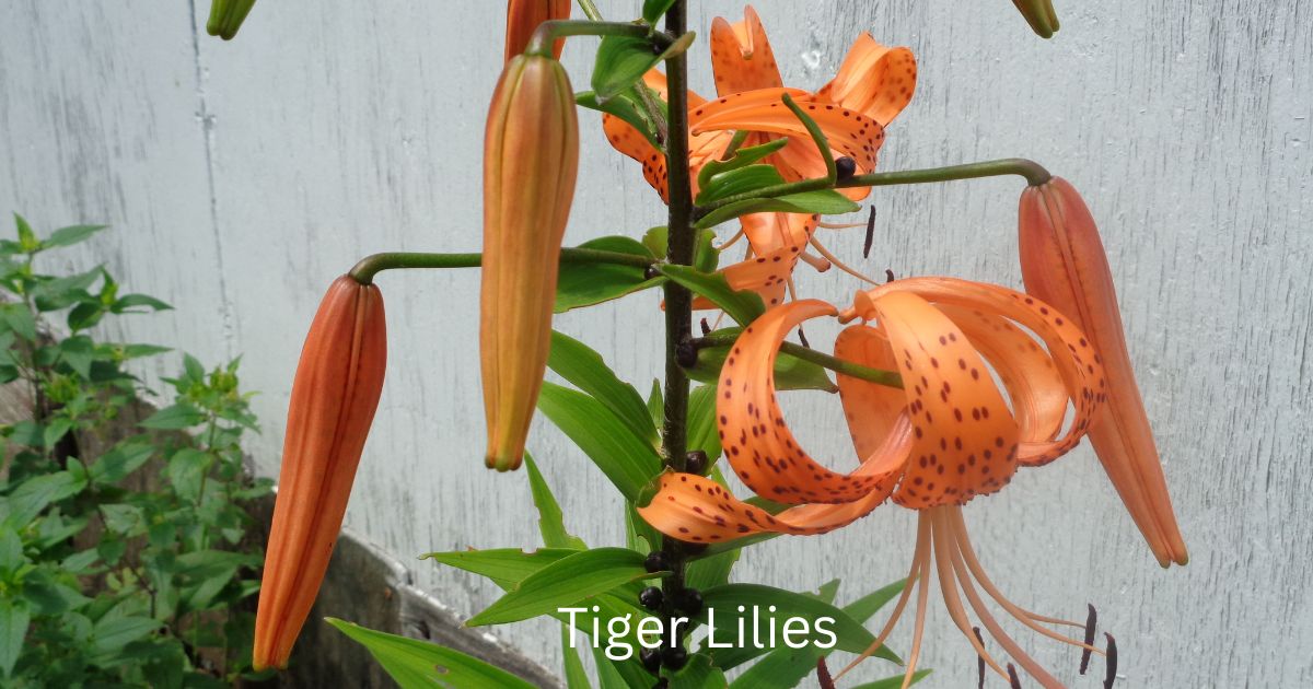 Tiger Lilies