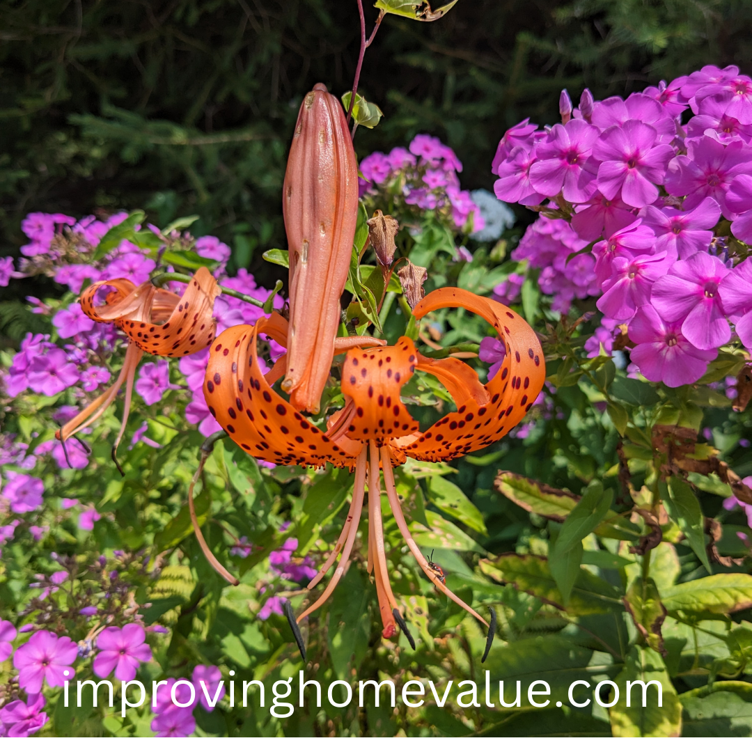 Bright Orange Tiger Lilies