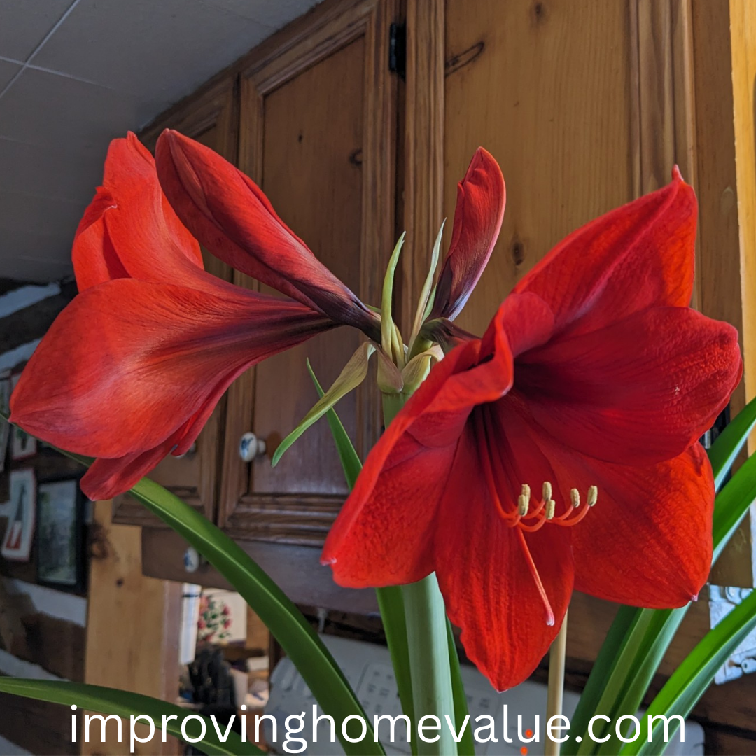 Amaryllis