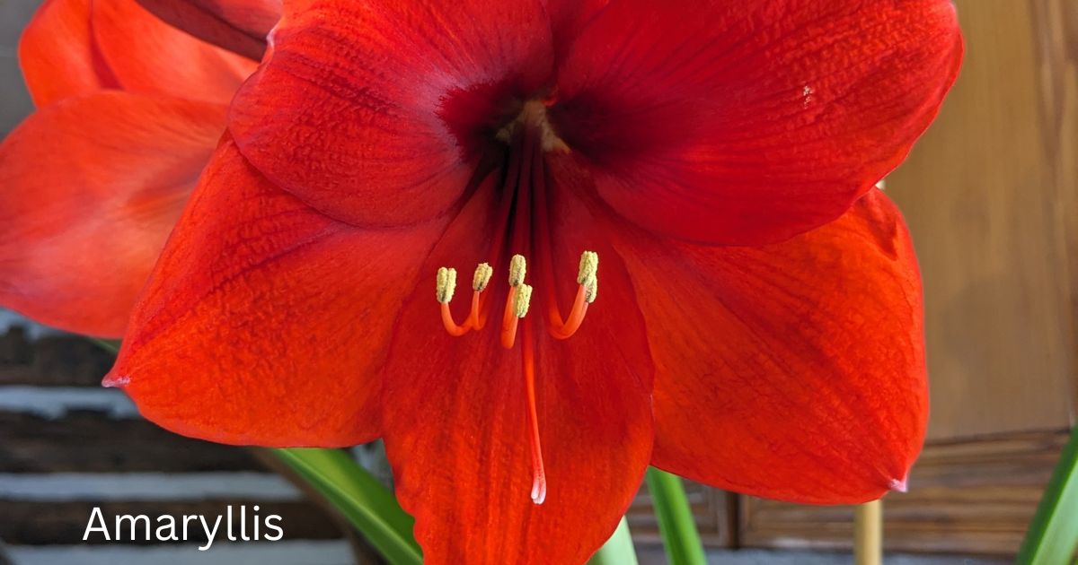 How To Care For Amaryllis Plants