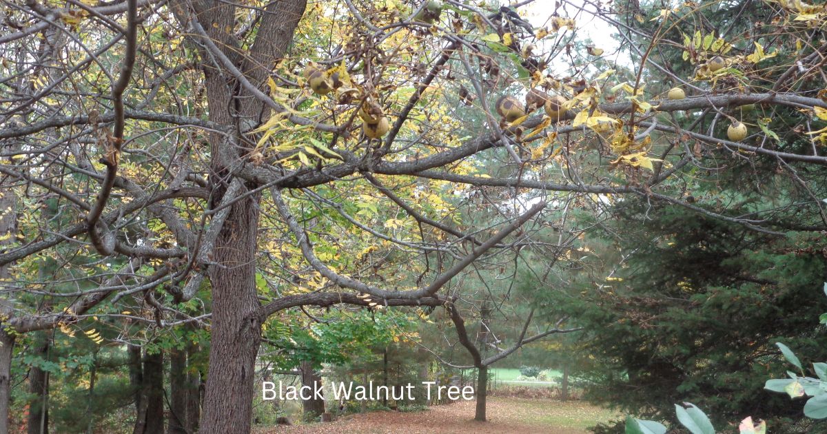 Grow Black Walnut Trees