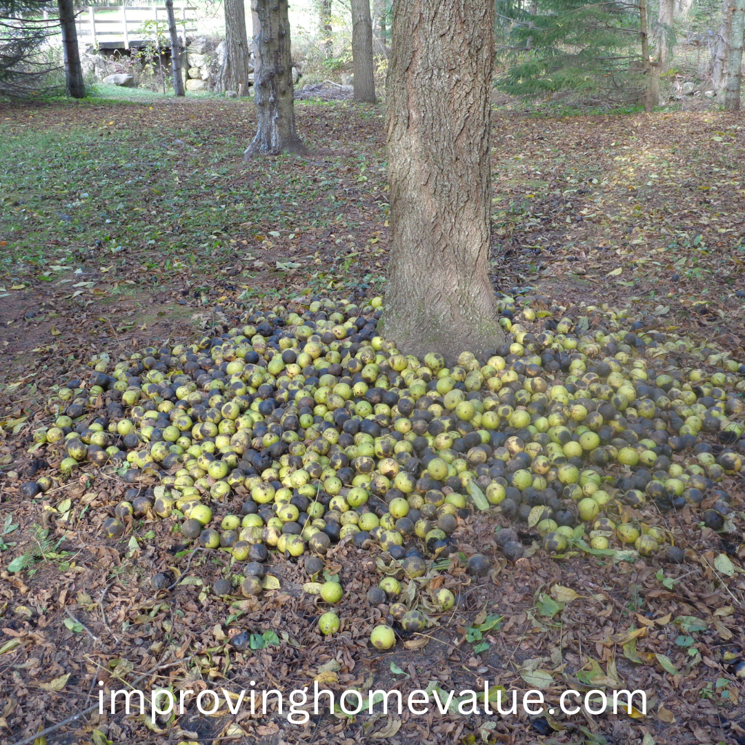 Grow Black Walnut Trees