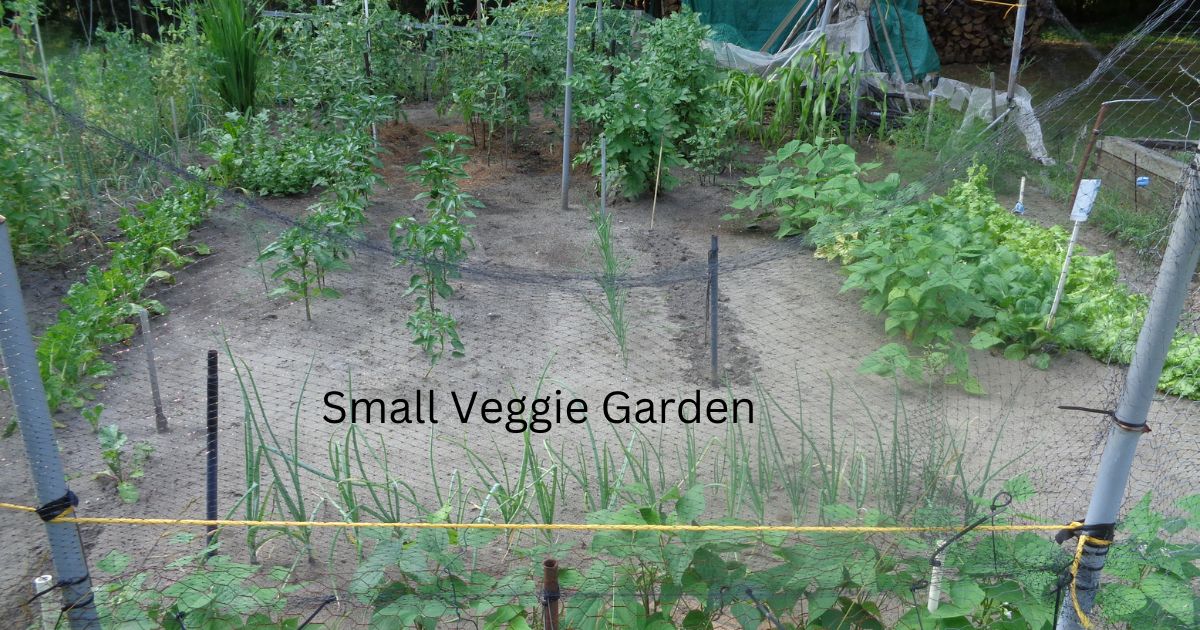 Small Veggie Garden Ideas