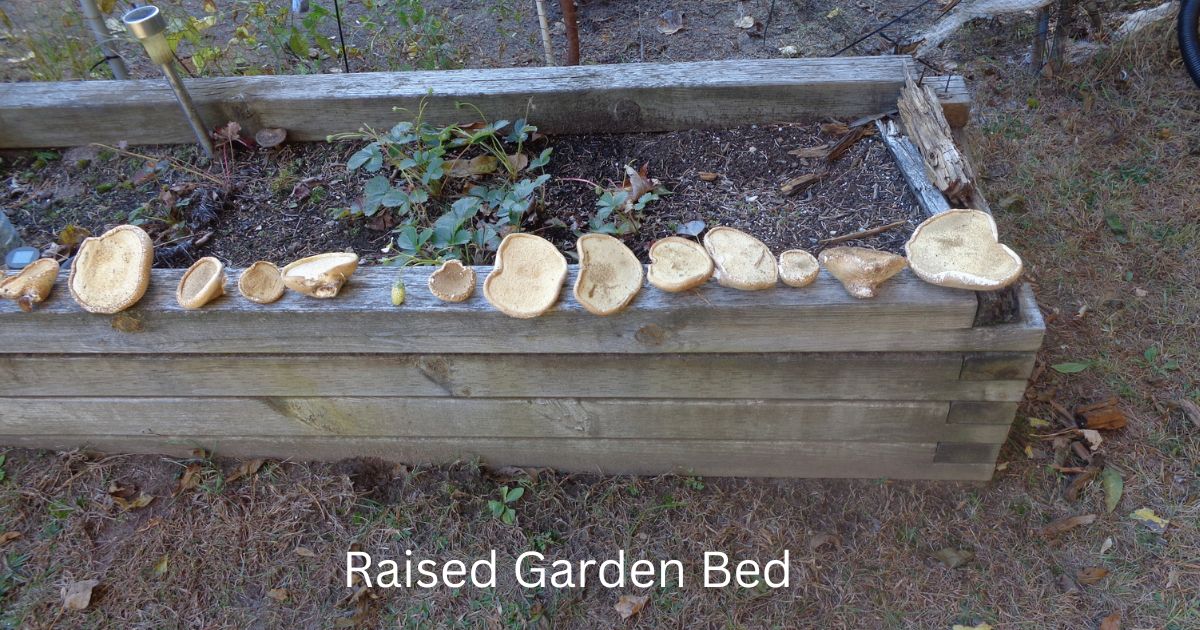 Raised Garden Beds Layout