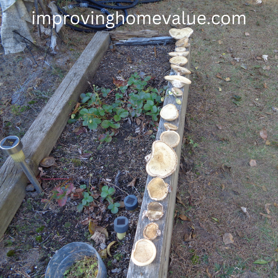 Raised Garden Beds Layout