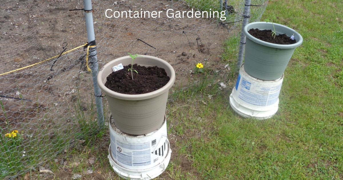 Vegetable Container Gardening