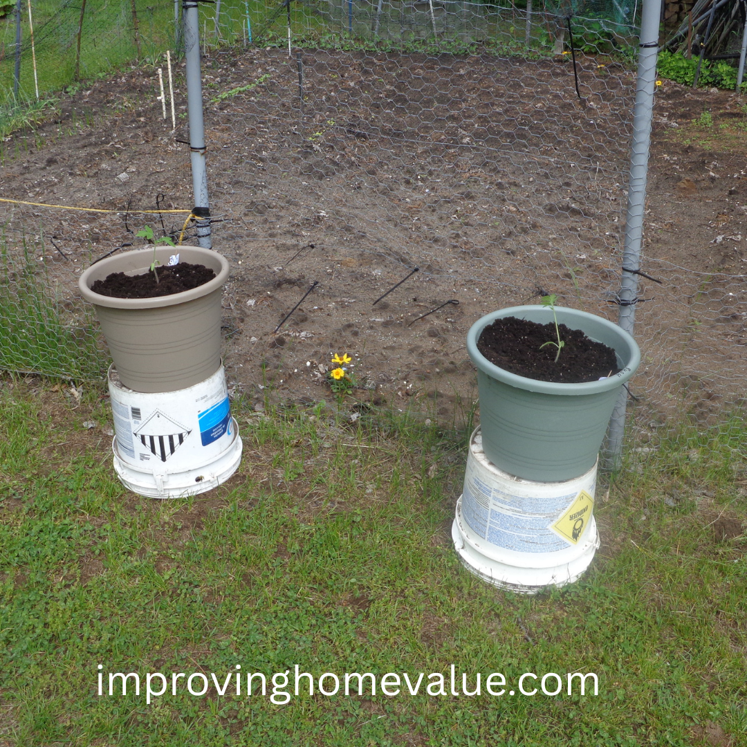 Vegetable Container Gardening 
