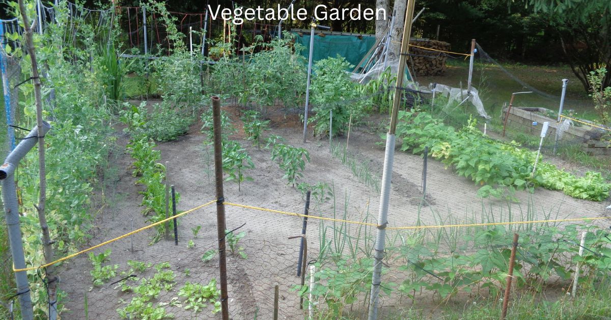 When To Fertilize Your Vegetable Garden