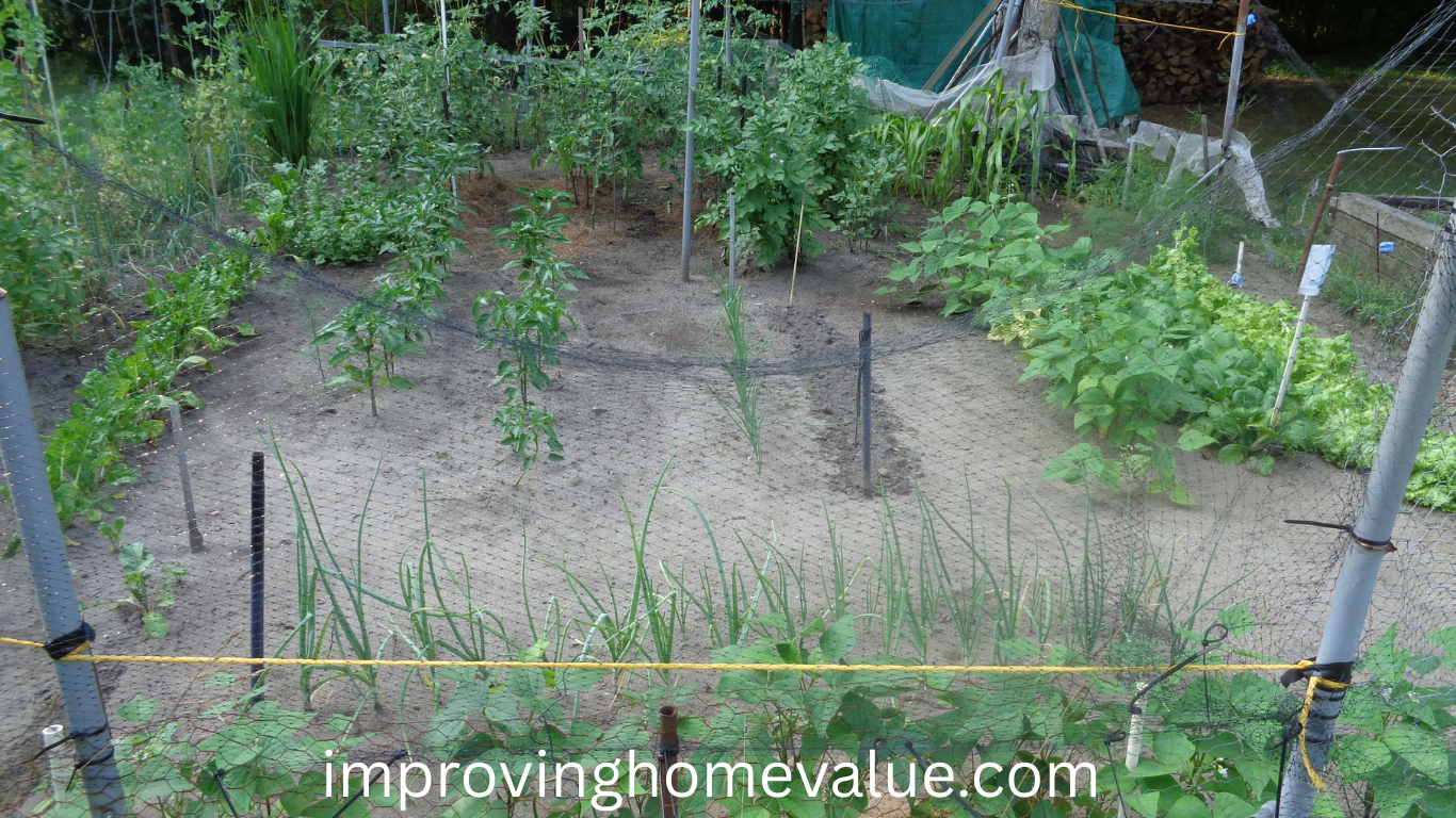 When To Fertilize Your Vegetable Garden 
