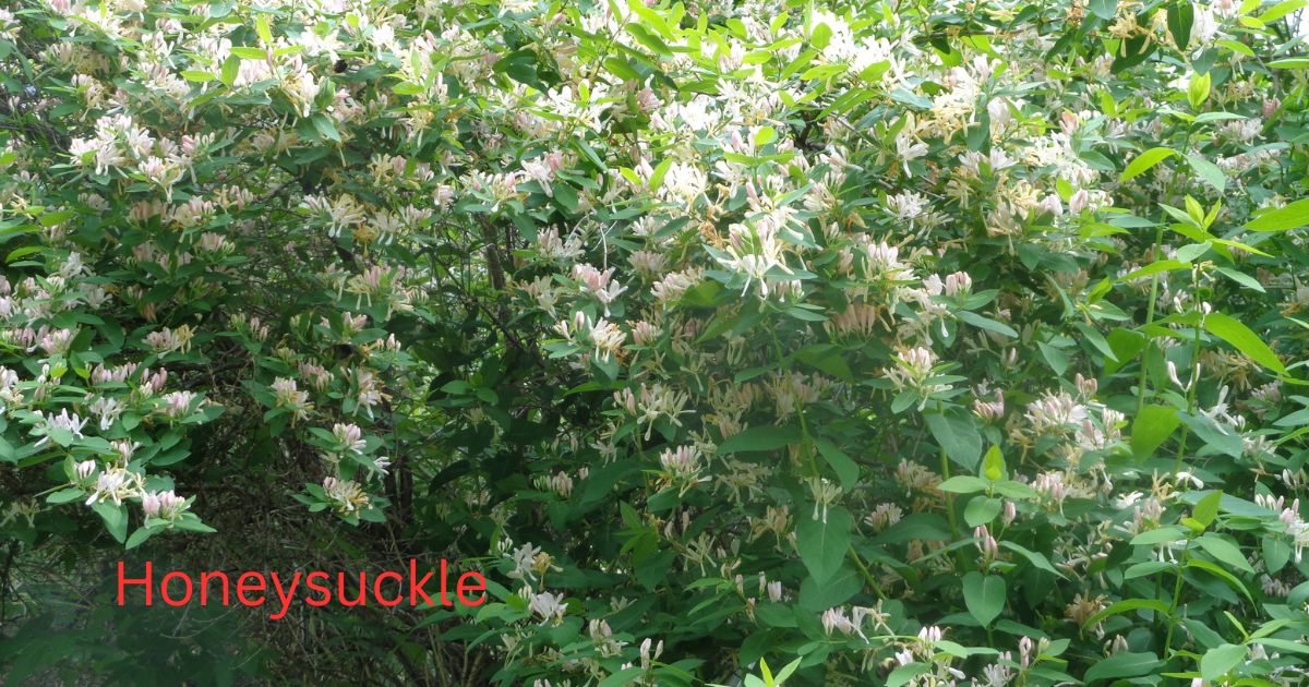 Growing Honeysuckle Around Your Home