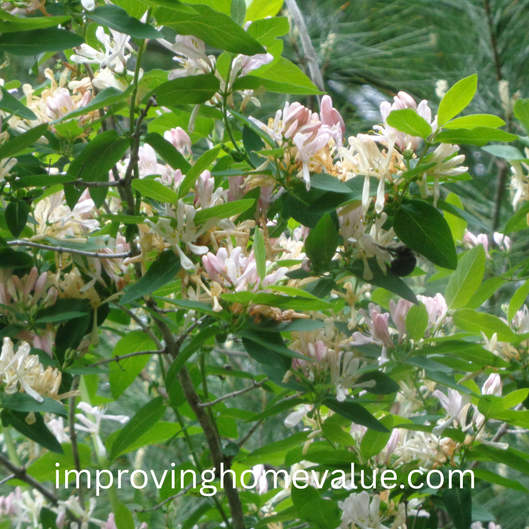 Growing Honeysuckle Around Your Home