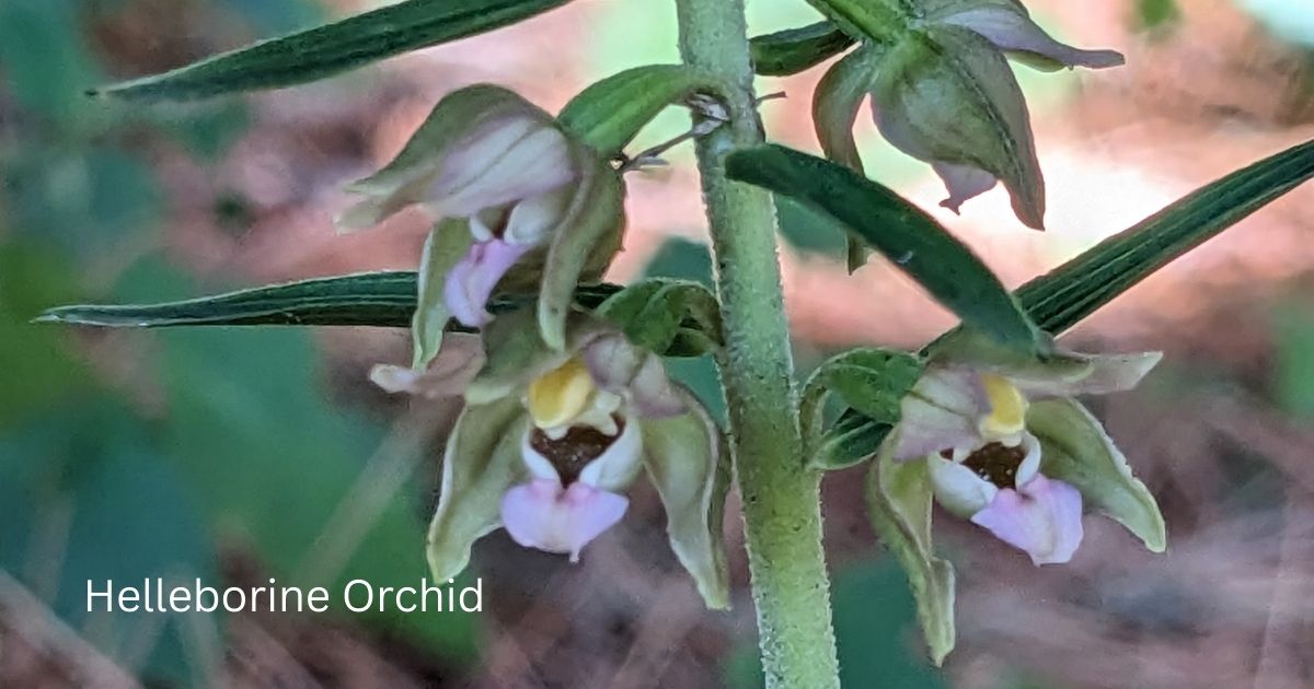 The Wild Helleborine Orchid