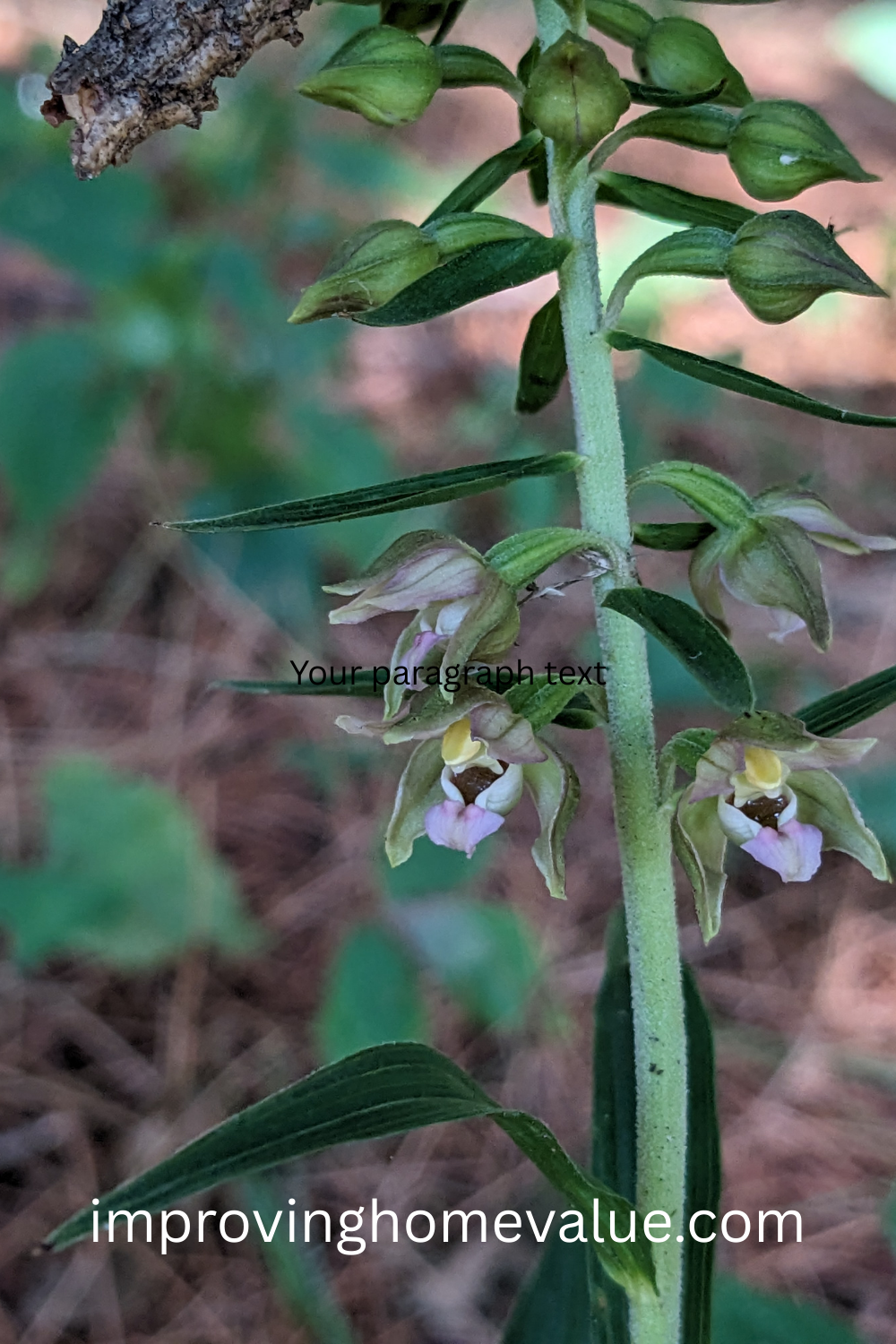 The Wild Helleborine Orchid