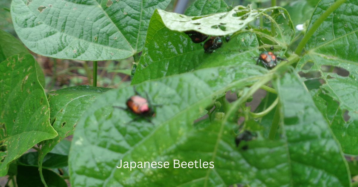 Battling Japanese Beetles