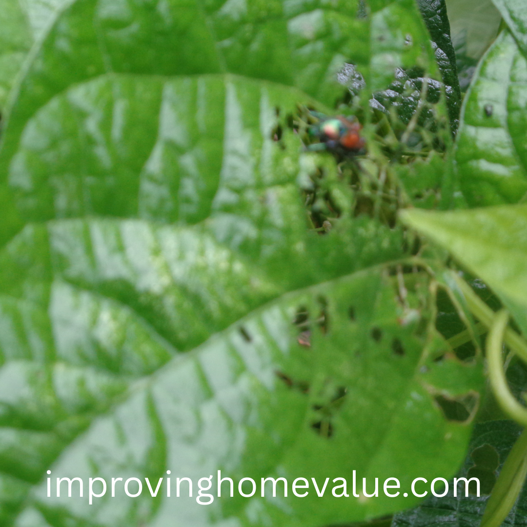 Battling Japanese Beetles 